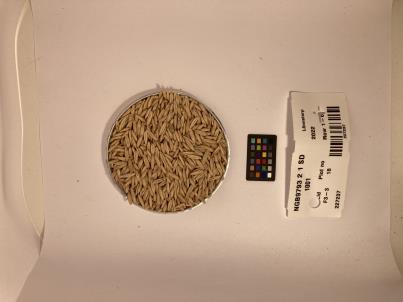 Click for 1 image(s) for this accession. SEED